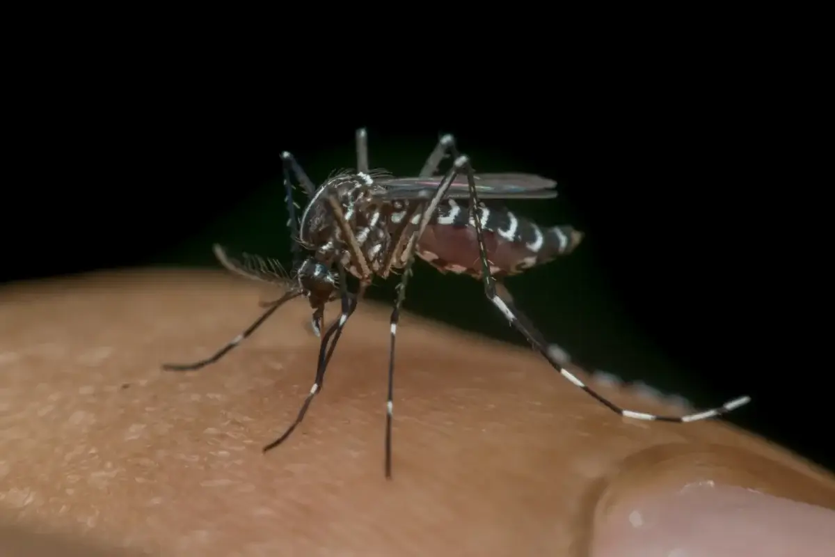 Prevenção da dengue